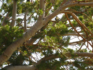 Whitebark Pine full of noisy Woodpeckers.